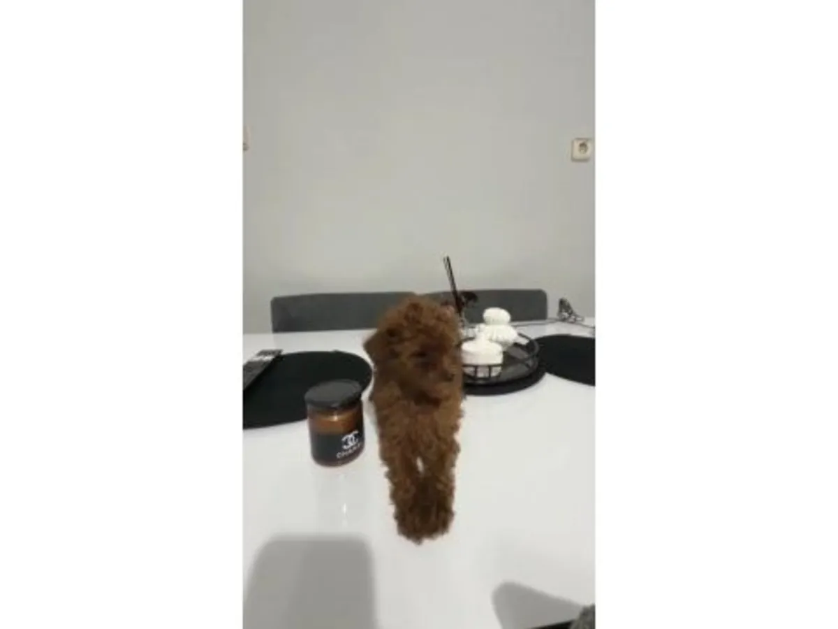 chiot mâle caniche nain marron