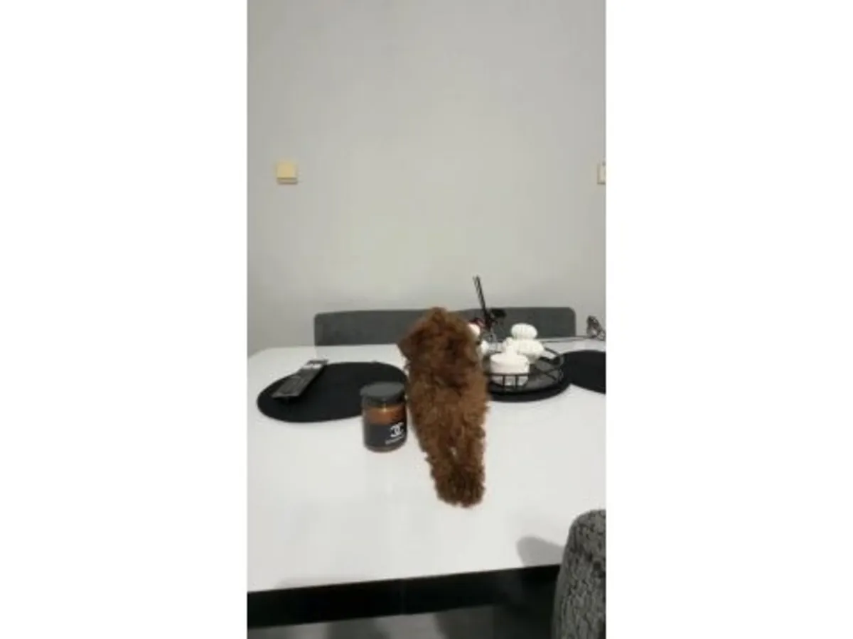 chiot mâle caniche nain marron