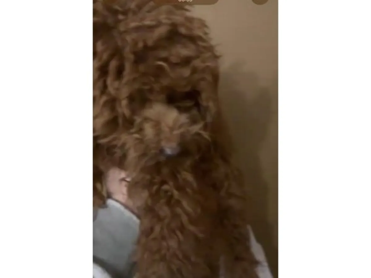 棕色雌性贵宾犬待领养。