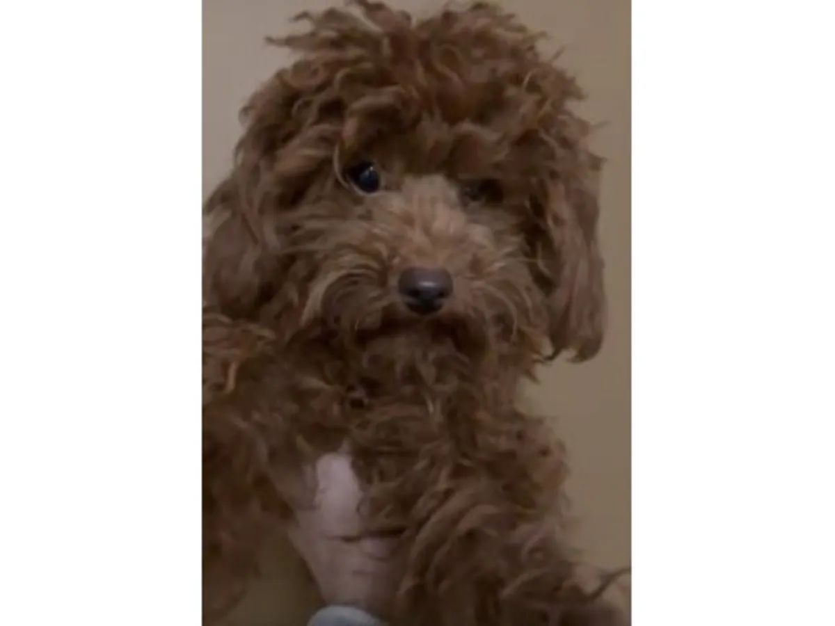 棕色雌性贵宾犬待领养。