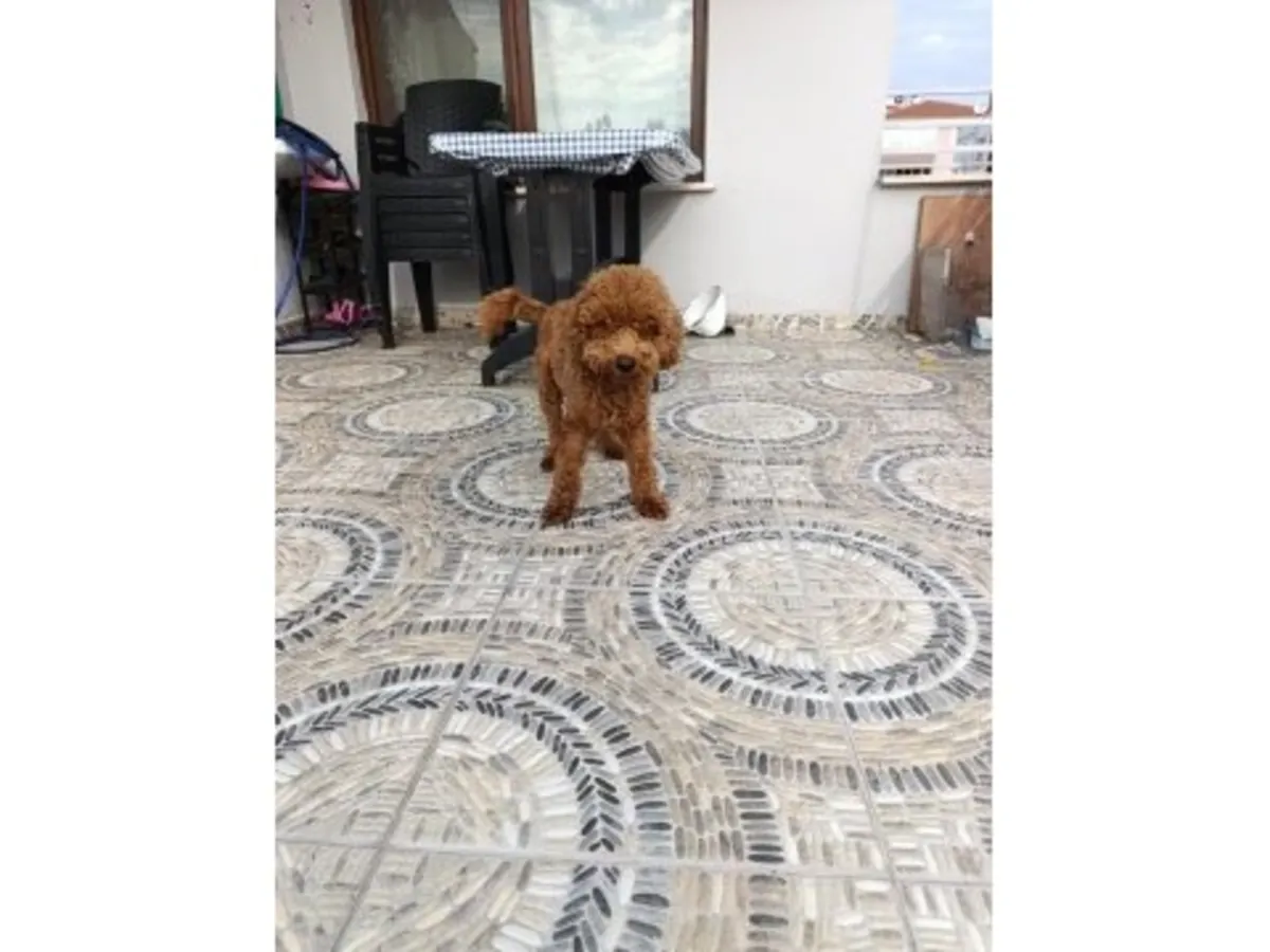 一只棕色成年贵宾犬找到了新家。