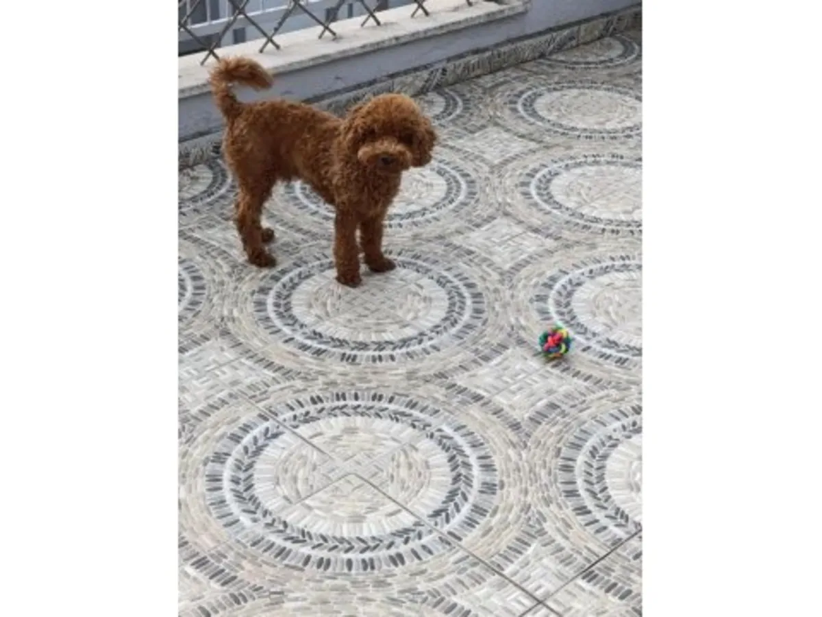 一只棕色成年贵宾犬找到了新家。