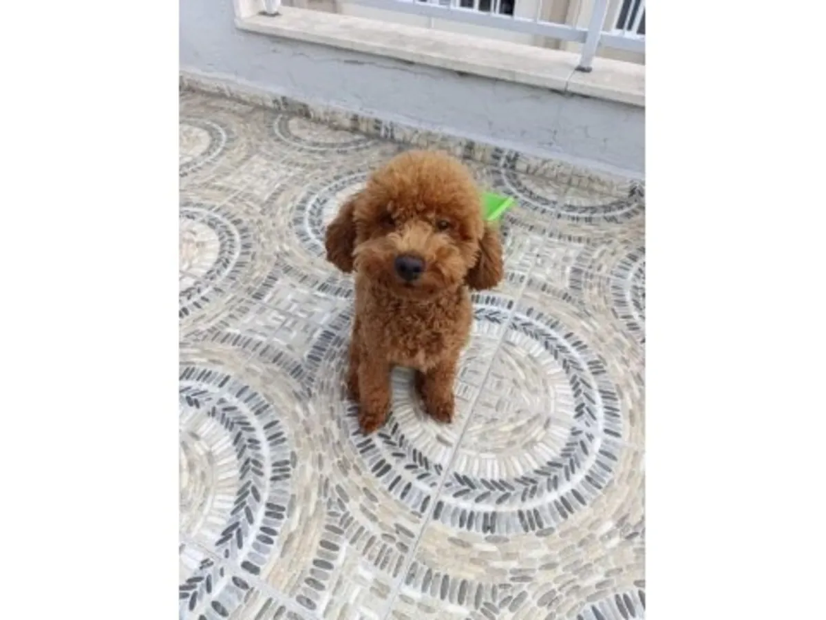 一只棕色成年贵宾犬找到了新家。