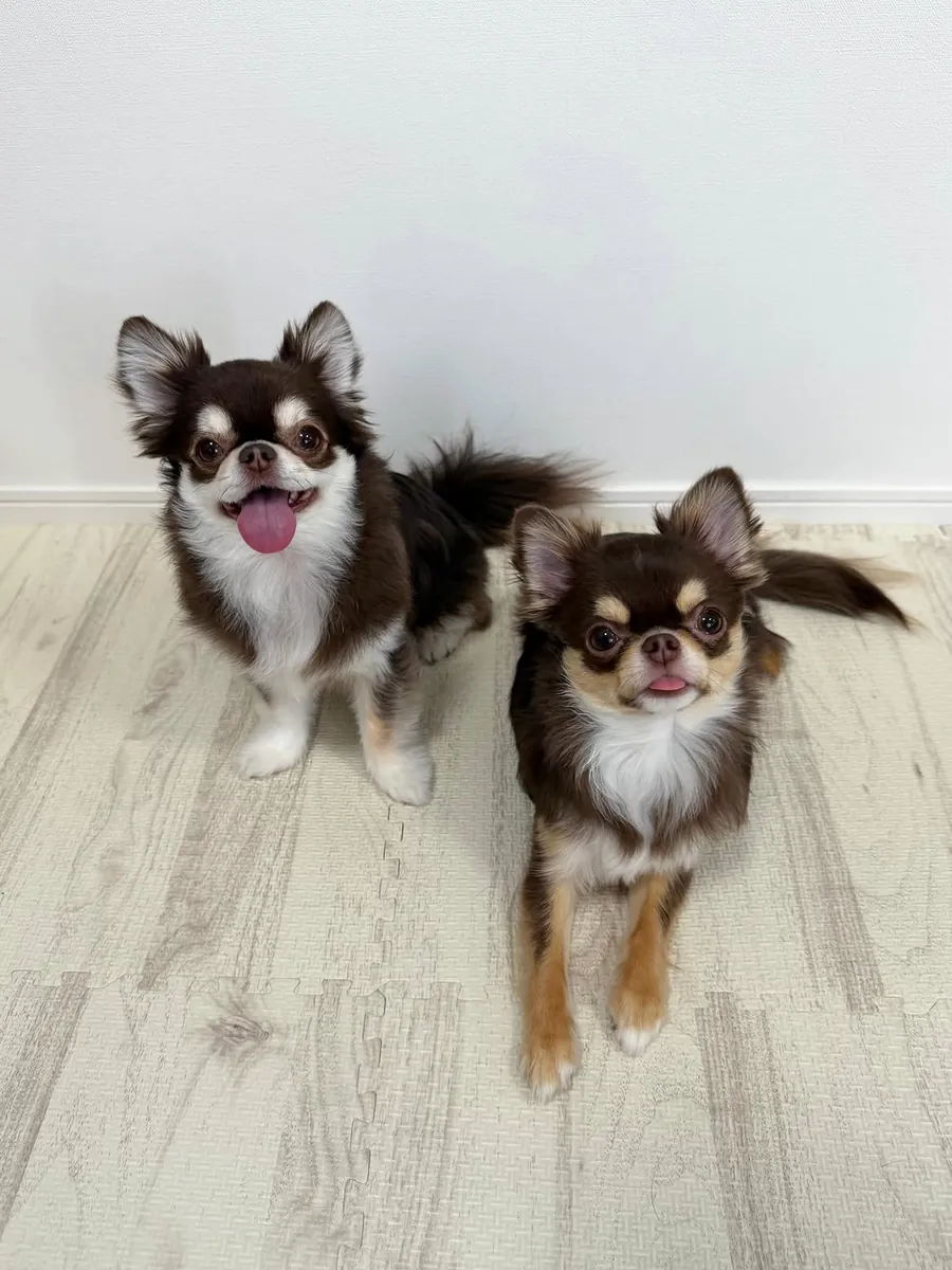 Cachorros de Chihuahua entrenados en casa disponibles para reubicación