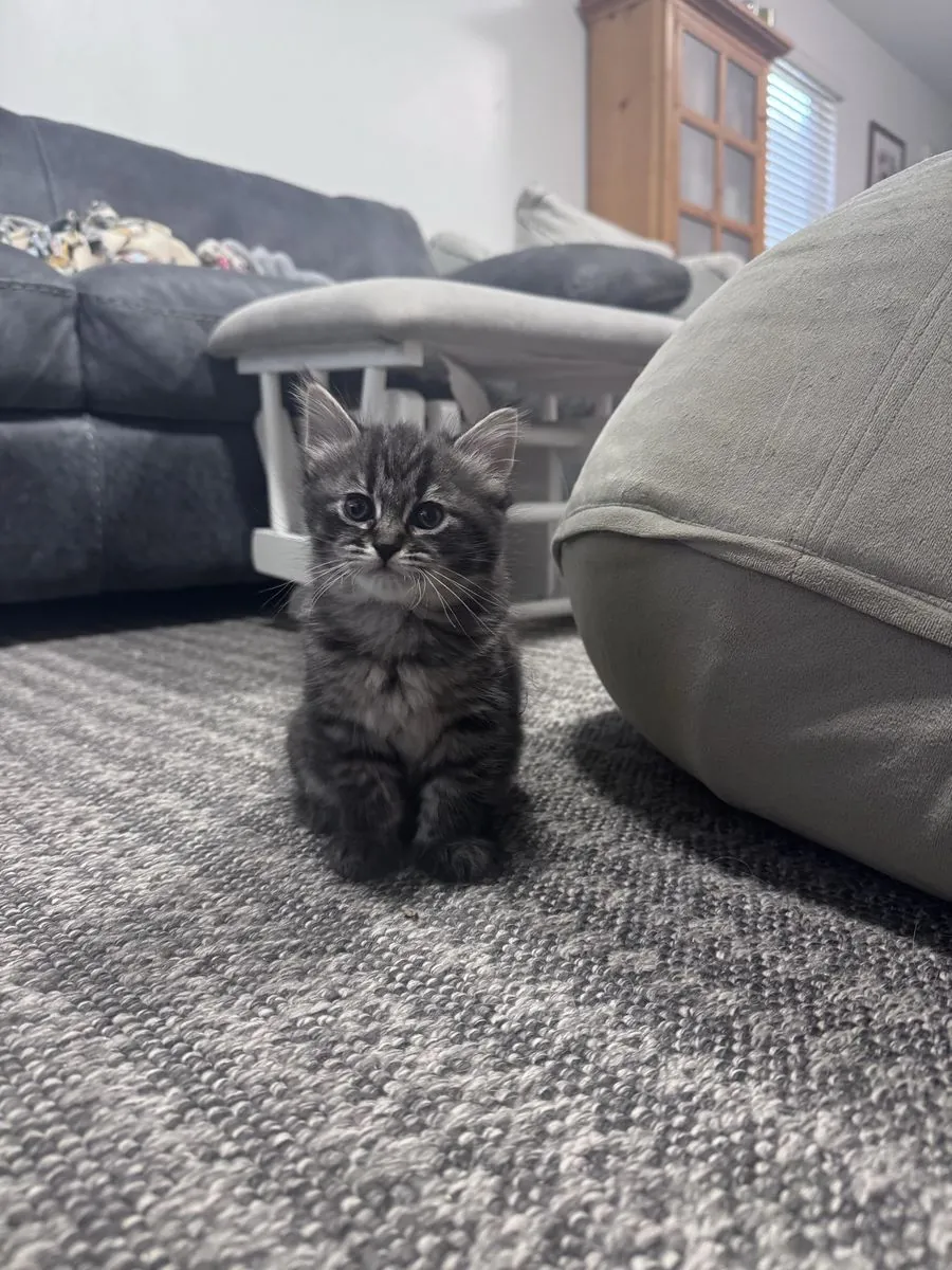 Adorable Purebred Siberian Kittens