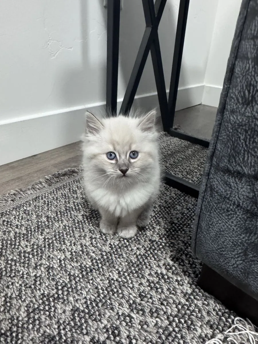 Adorable Purebred Siberian Kittens