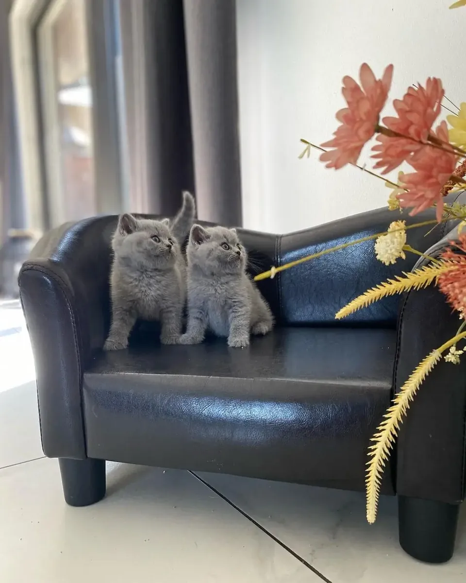 英国短毛猫幼崽（公母）