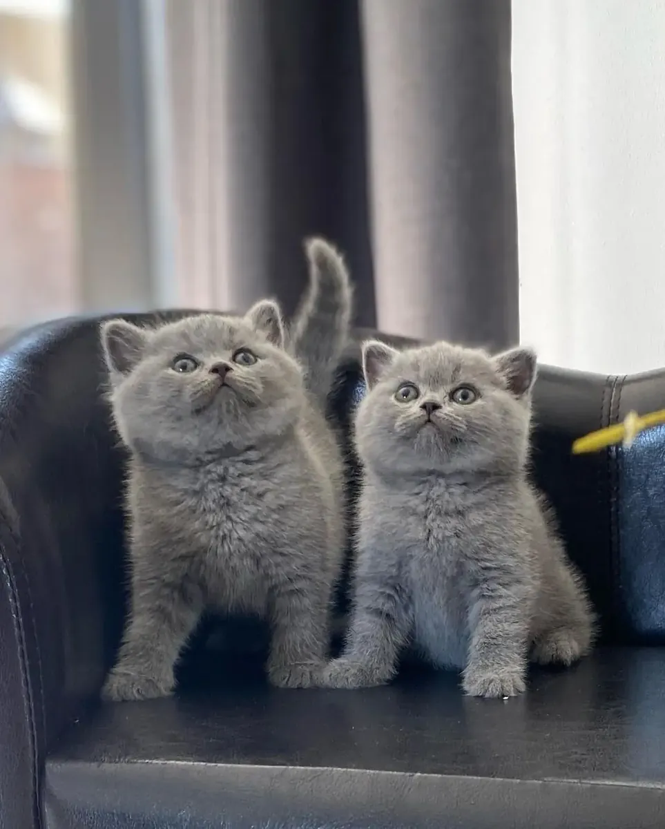 英国短毛猫幼崽（公母）