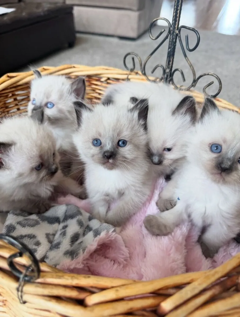 布偶猫