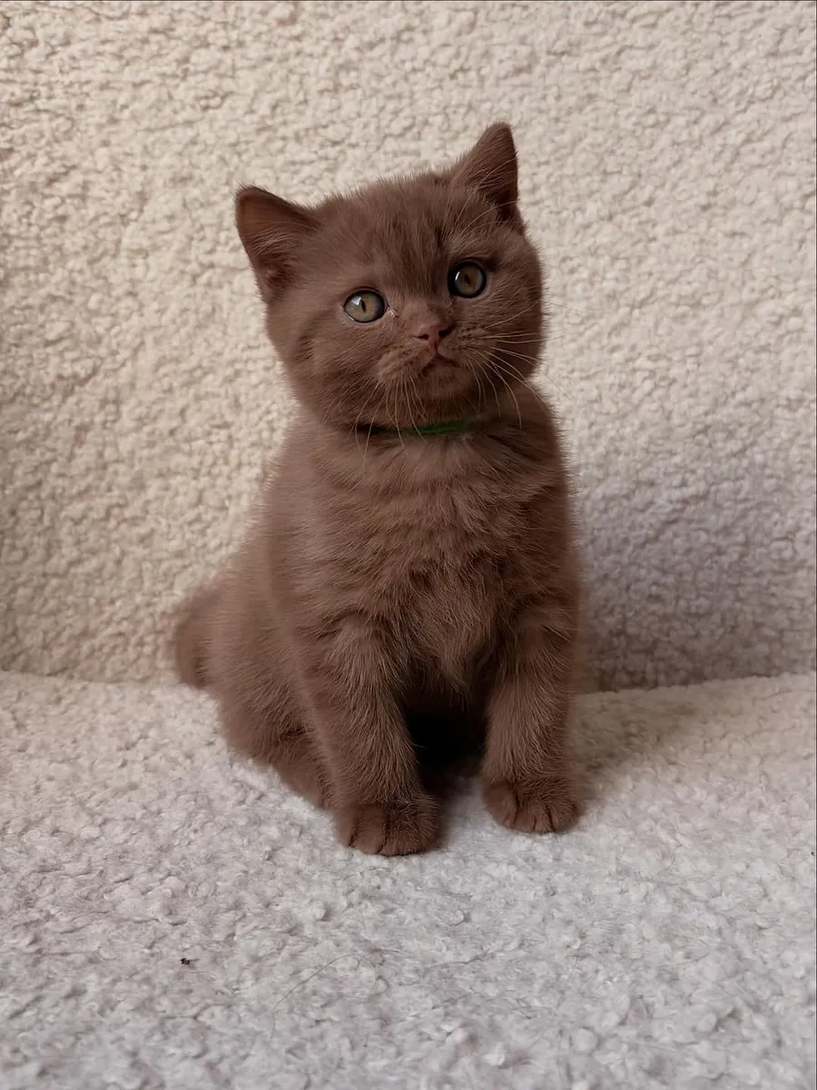Mishkash  kitten
