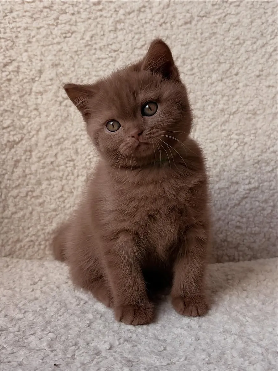 Mishkash  kitten