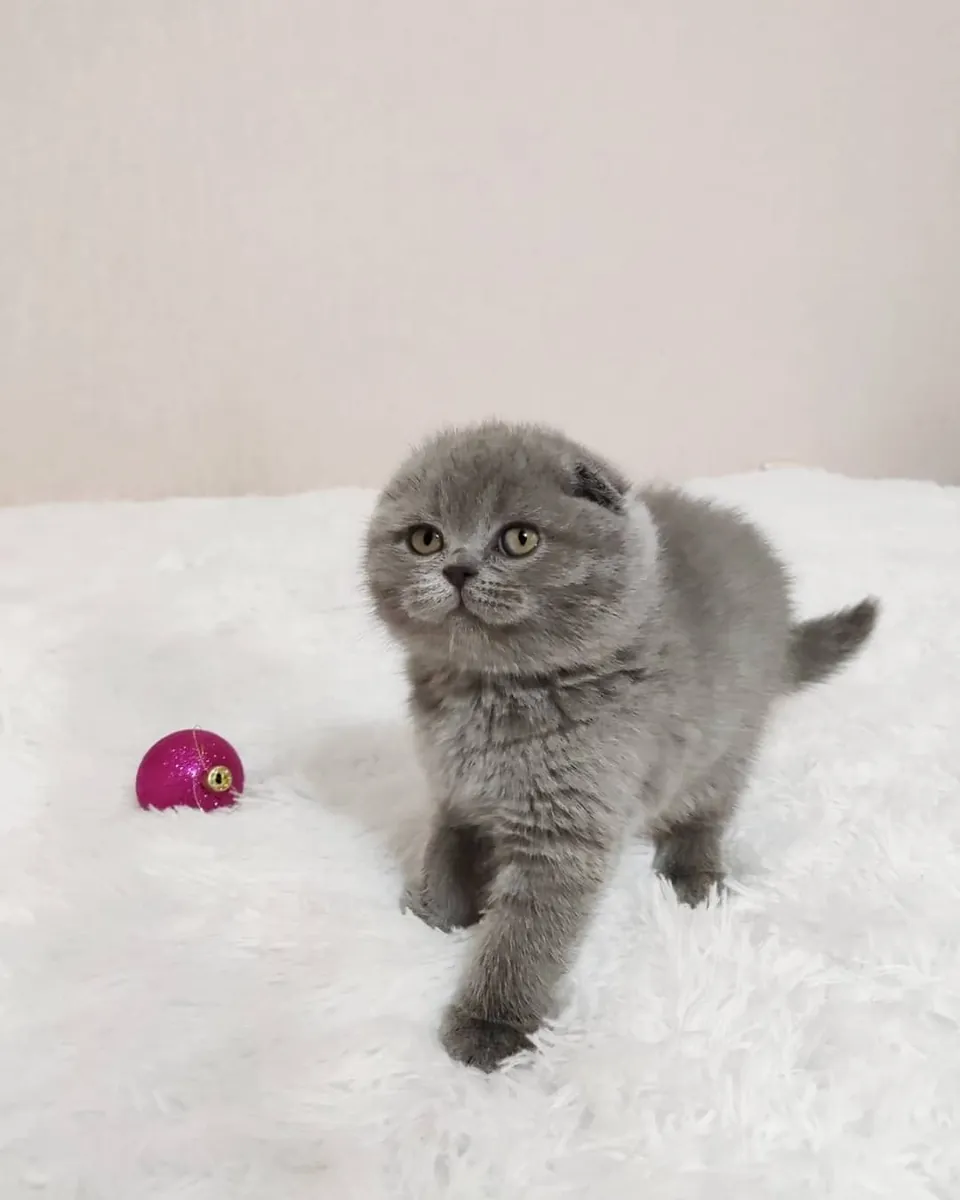 苏格兰折耳猫幼崽