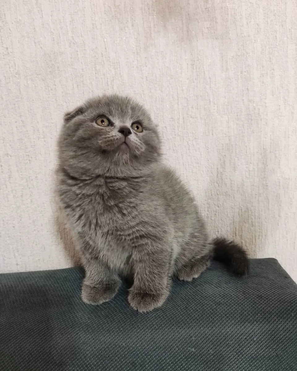 苏格兰折耳猫幼崽