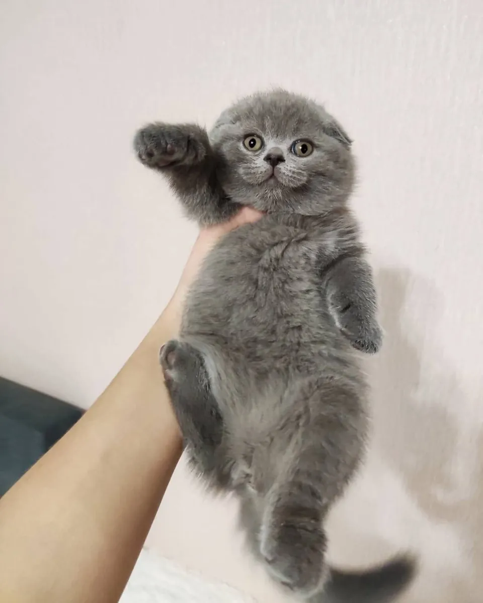 苏格兰折耳猫幼崽