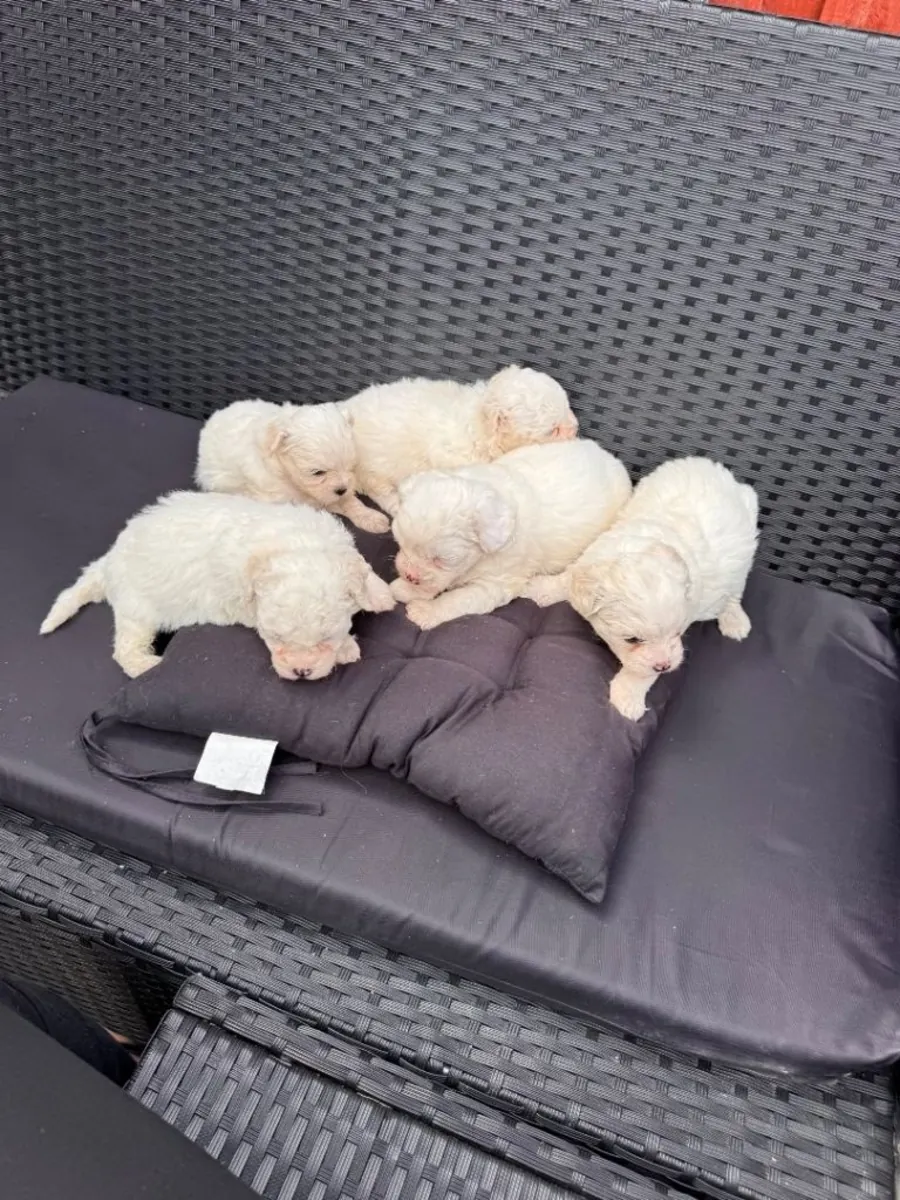 Maltese