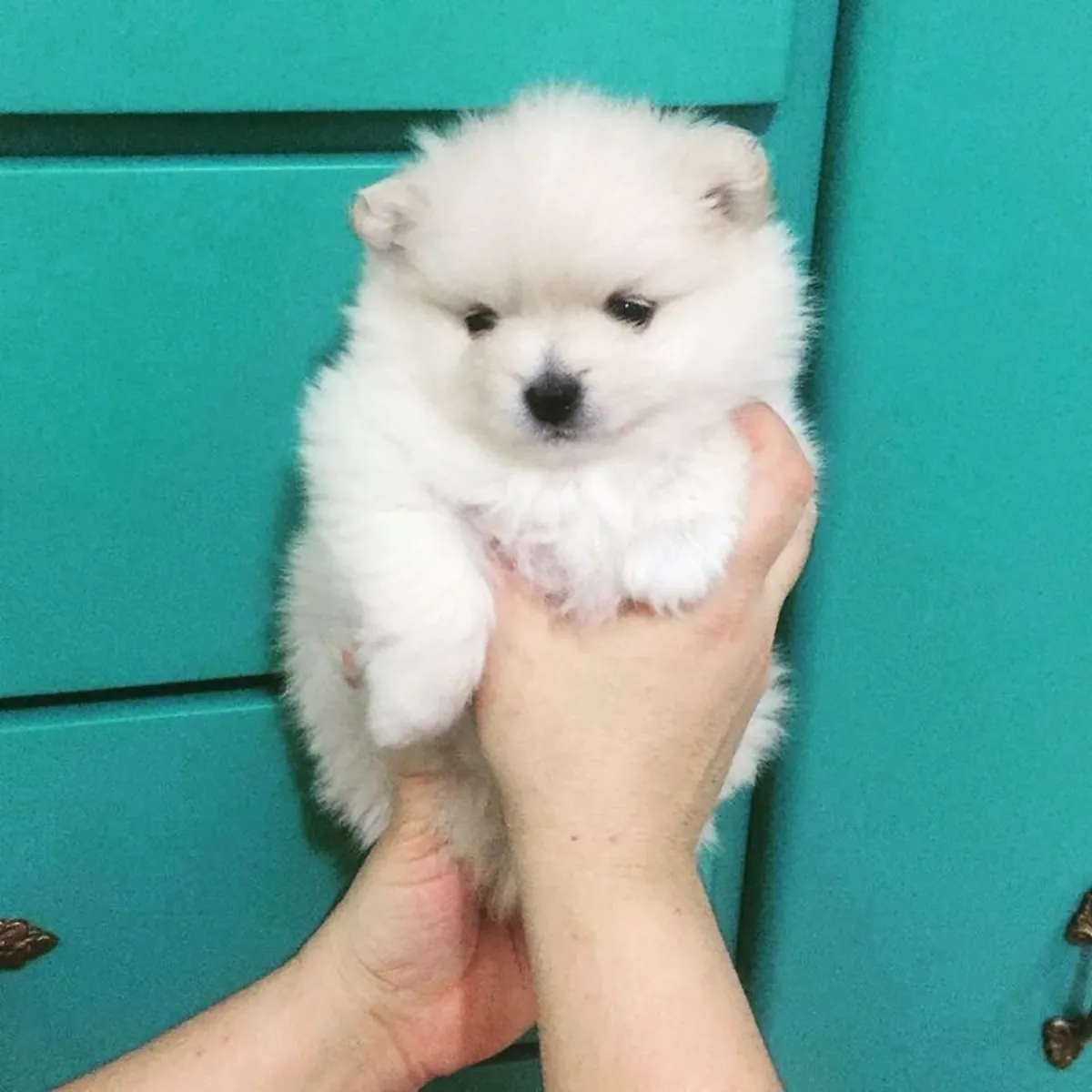 Chow chow puppies available