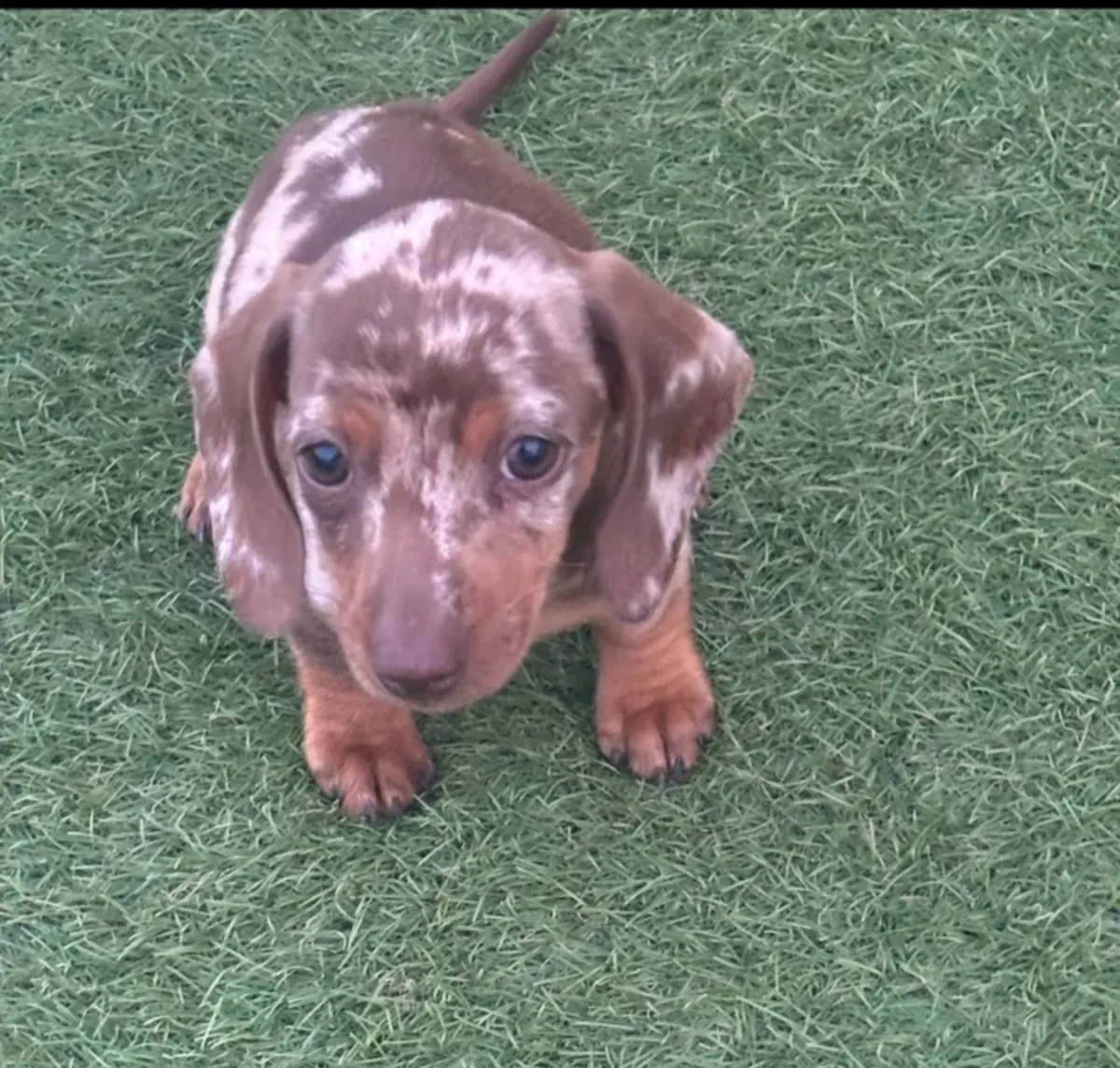 Miniature dachshund puppies
