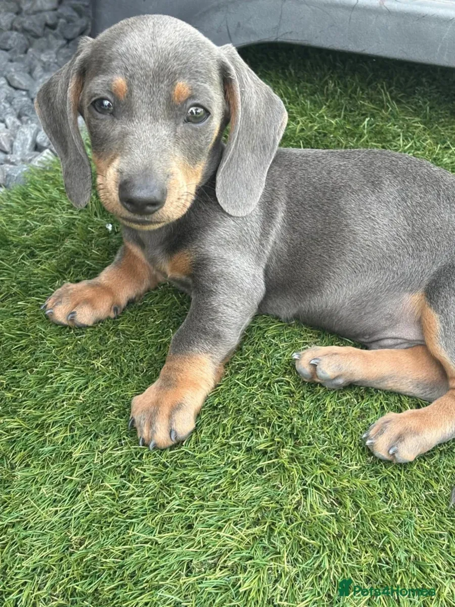 Miniature dachshund puppies
