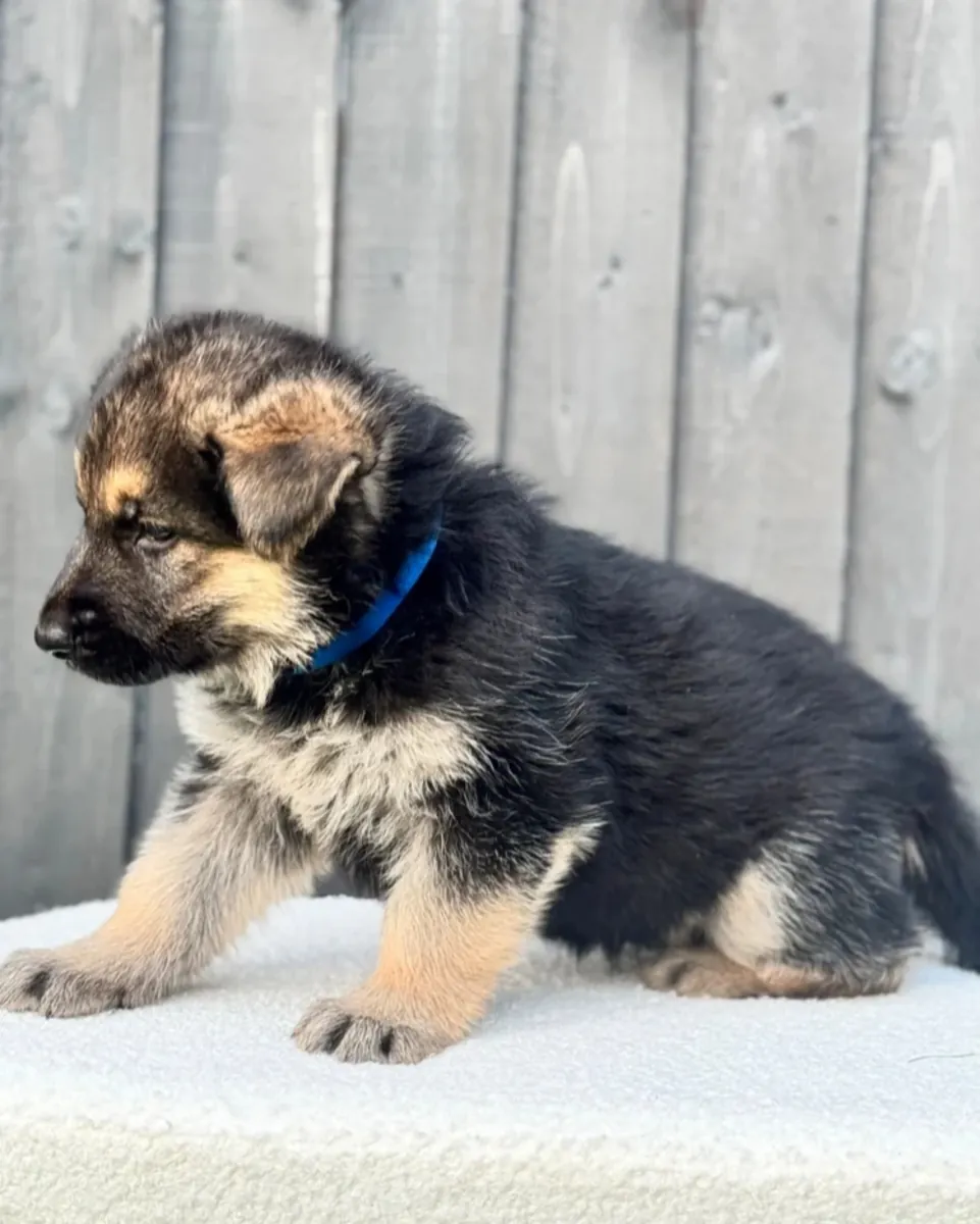 STUNNING GERMAN SHEPHERD PUPPIES