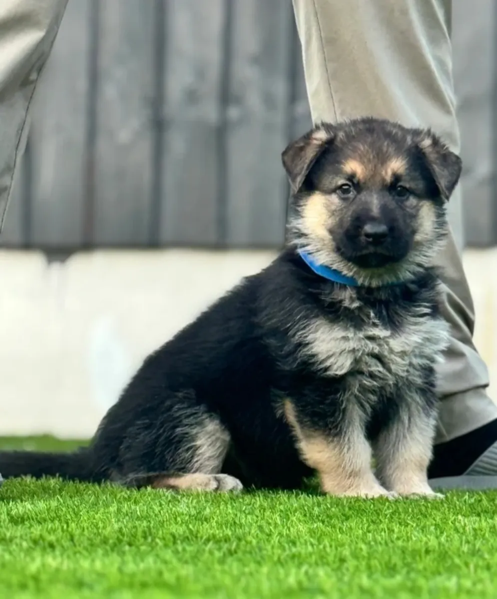STUNNING GERMAN SHEPHERD PUPPIES