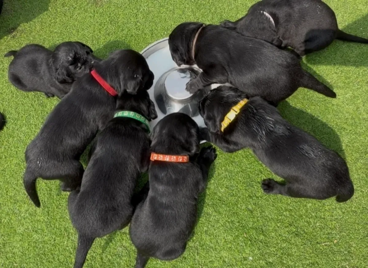 11 KC Labrador puppies