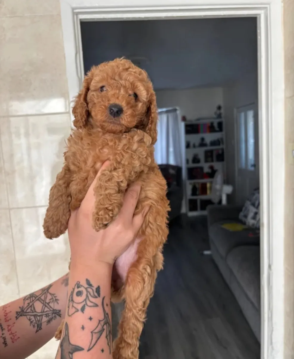 Red Miniature Poodles