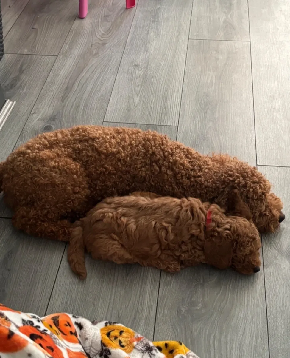 Red Miniature Poodles