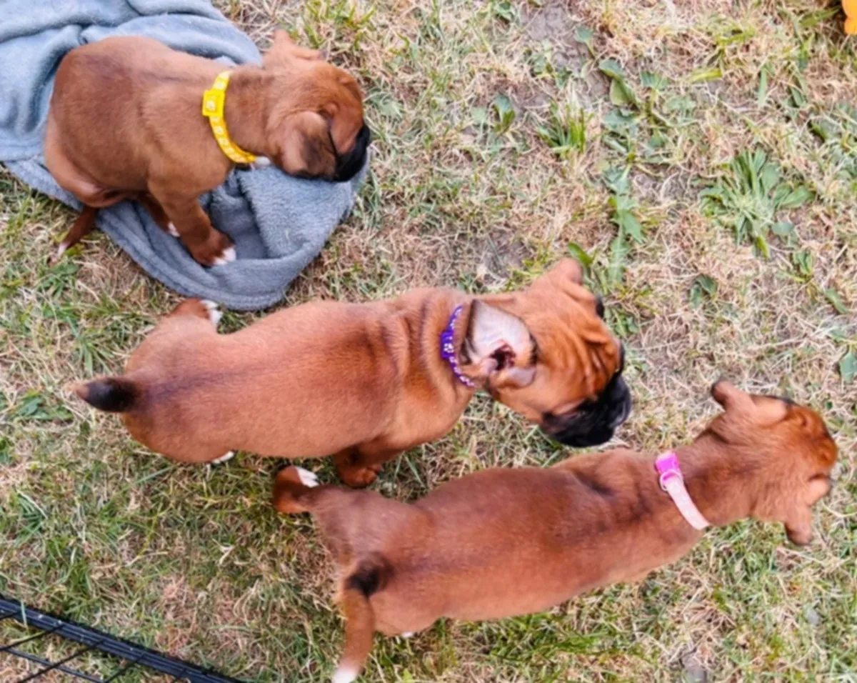 Boxer puppies