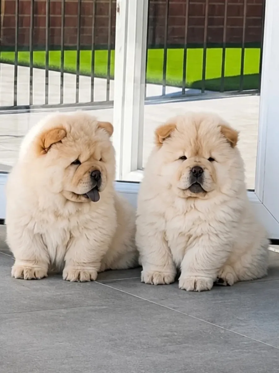 Beautiful chow chow puppies 