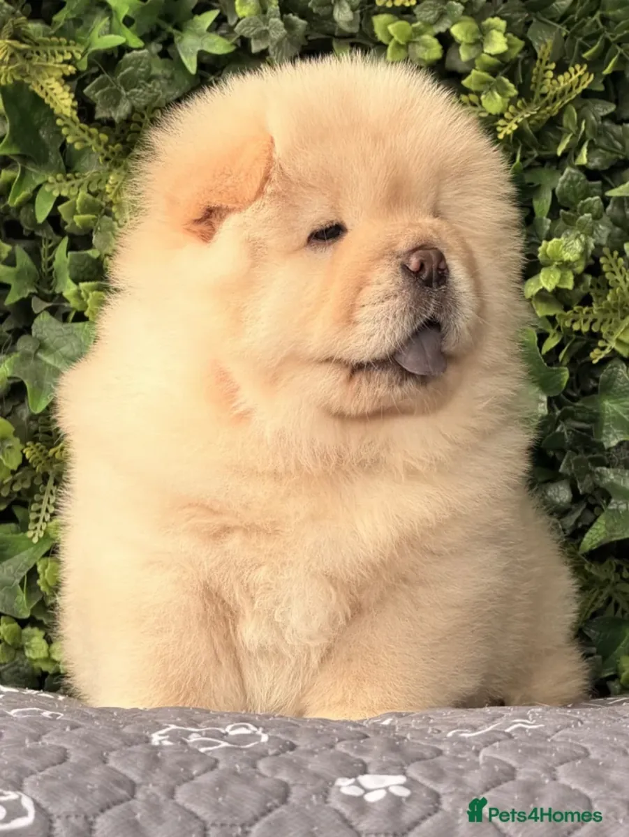 Beautiful chow chow puppies 