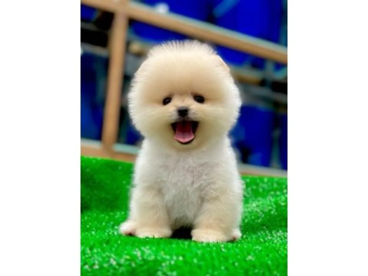 Chiot mâle Poméranien blanc élevé en famille.