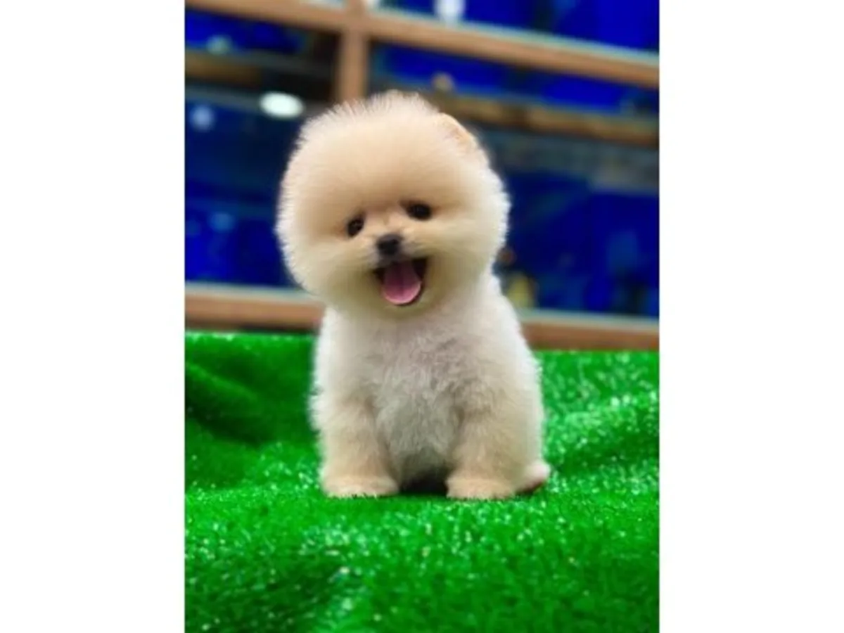 Chiot mâle Poméranien blanc élevé en famille.