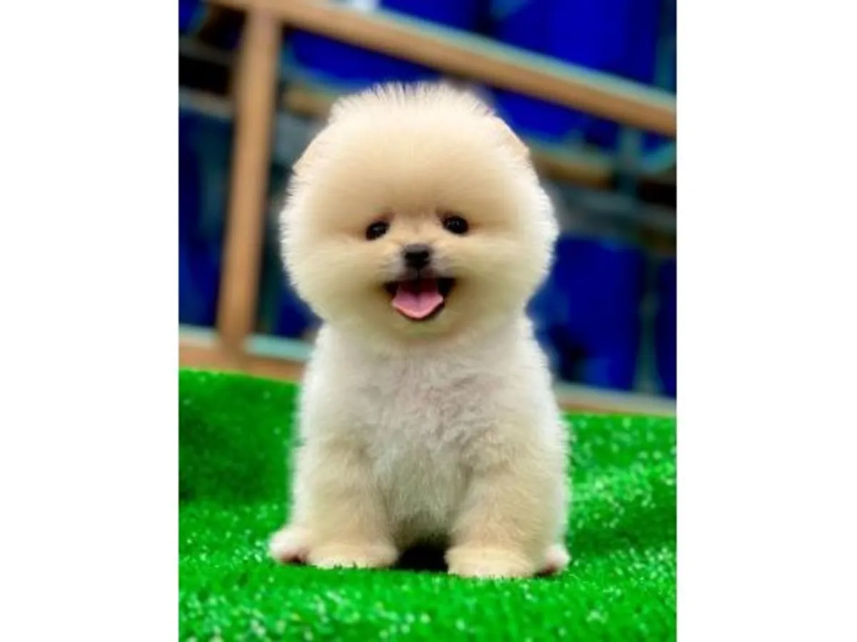 Chiot mâle Poméranien blanc élevé en famille.