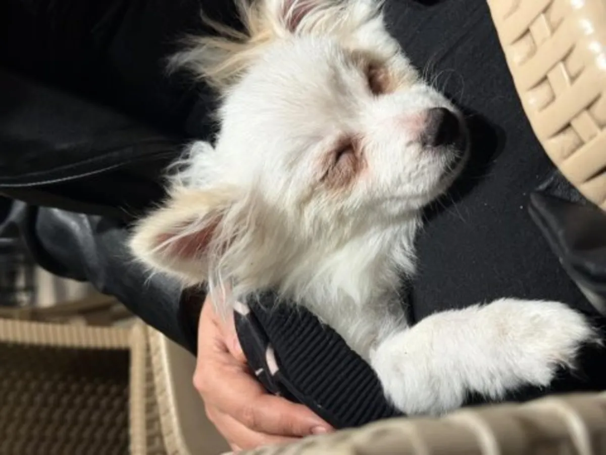 现正为一只白色博美犬（雌性）寻找一个可靠的家庭。