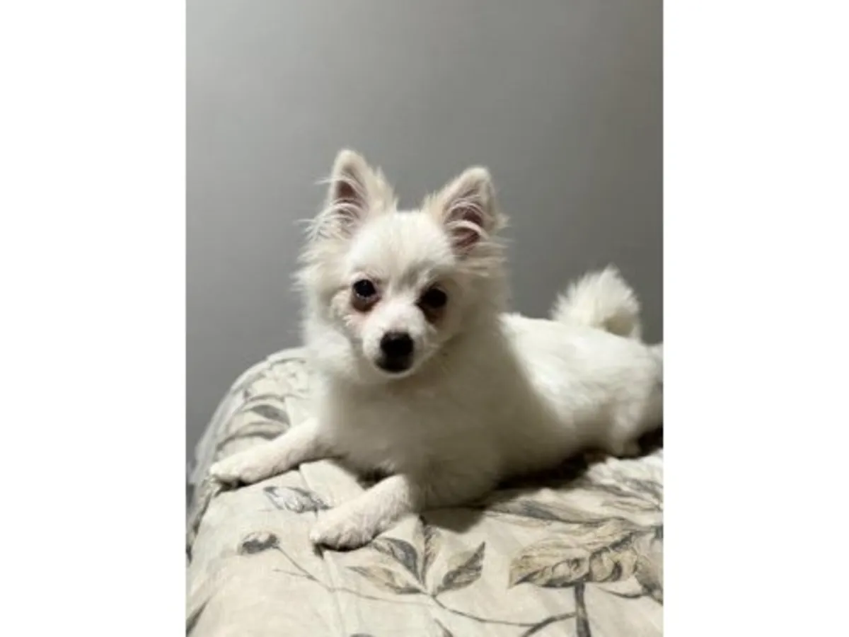 现正为一只白色博美犬（雌性）寻找一个可靠的家庭。