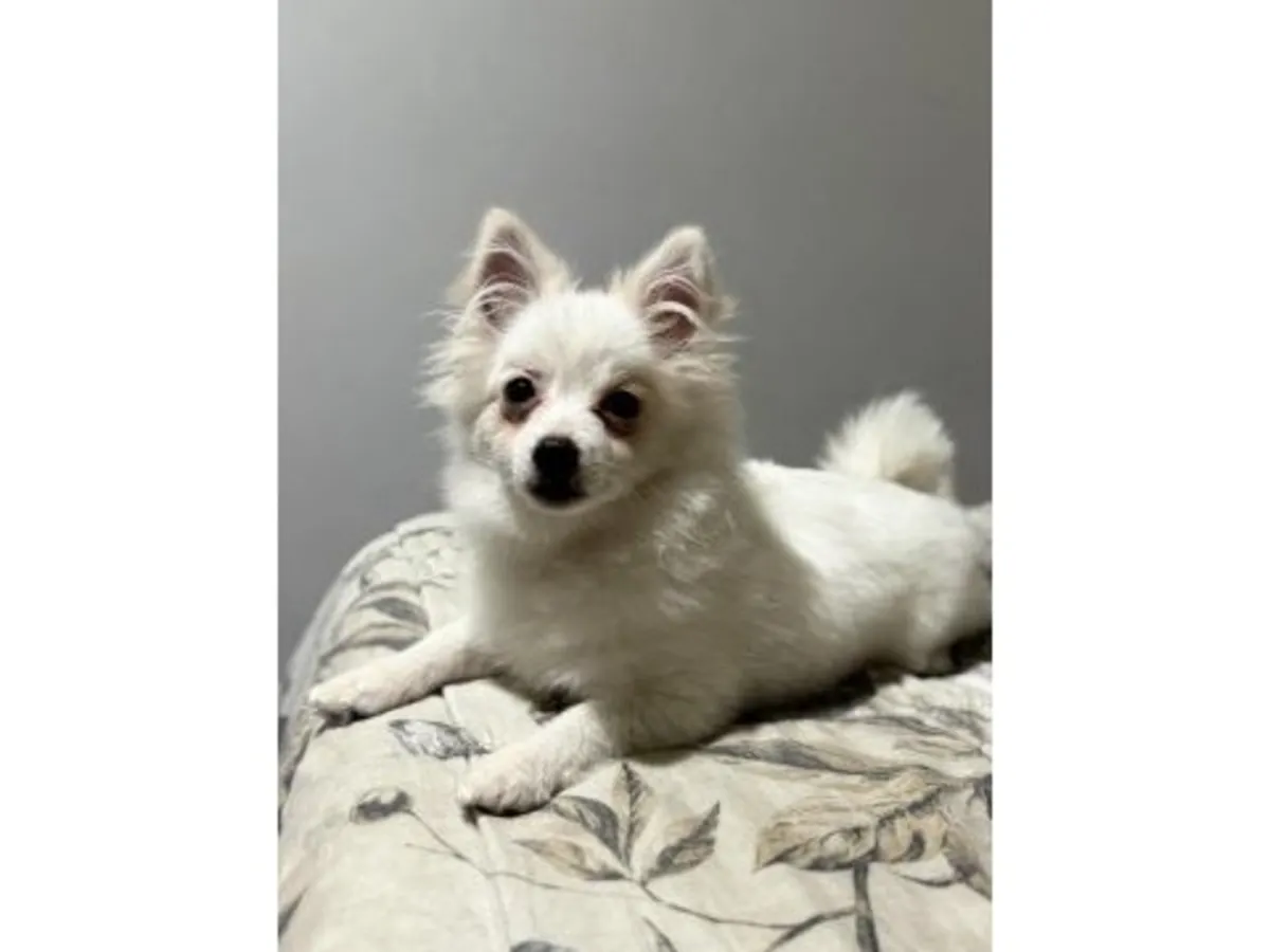 现正为一只白色博美犬（雌性）寻找一个可靠的家庭。