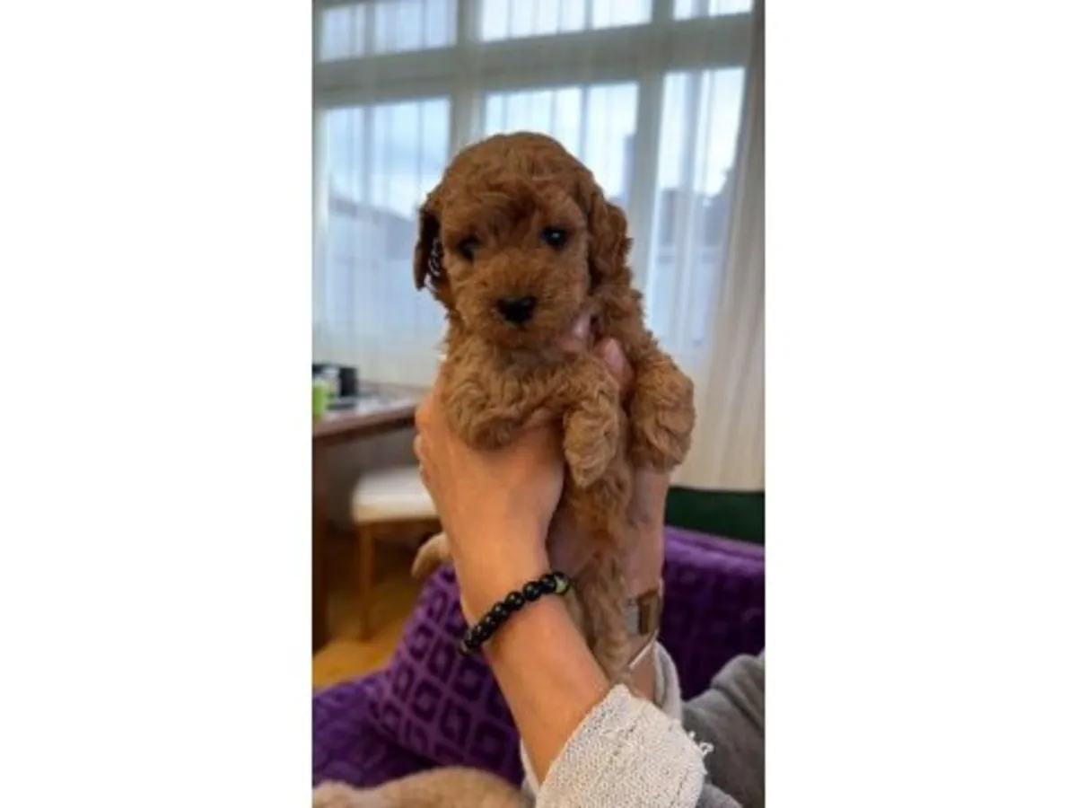 棕色玩具贵宾犬幼犬（雄性）