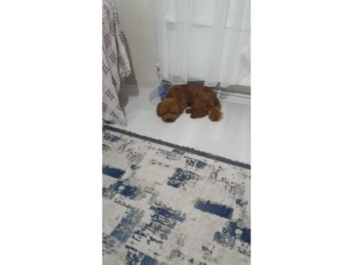 一只棕色贵宾犬（雌性）找到了新家。