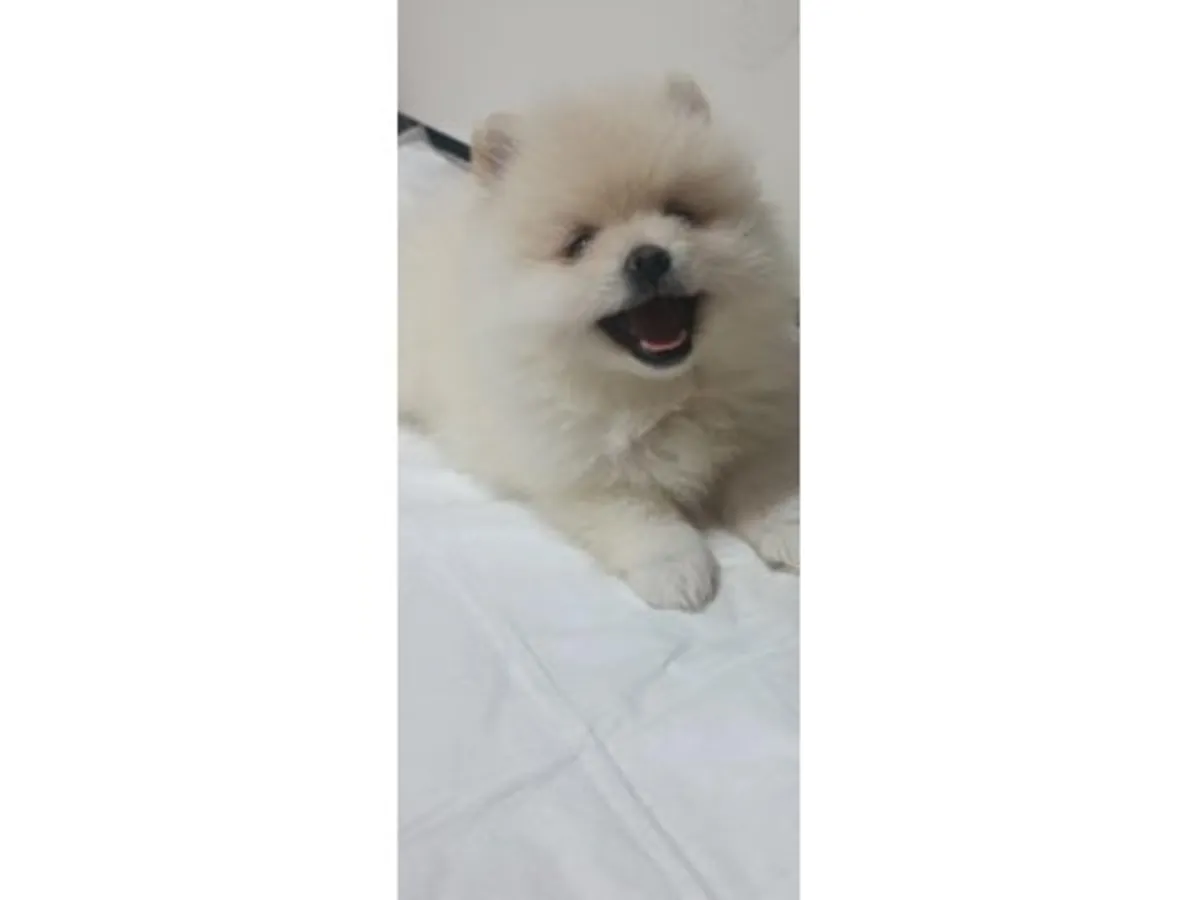 Mâle Poméranien blanc élevé dans un environnement familial calme