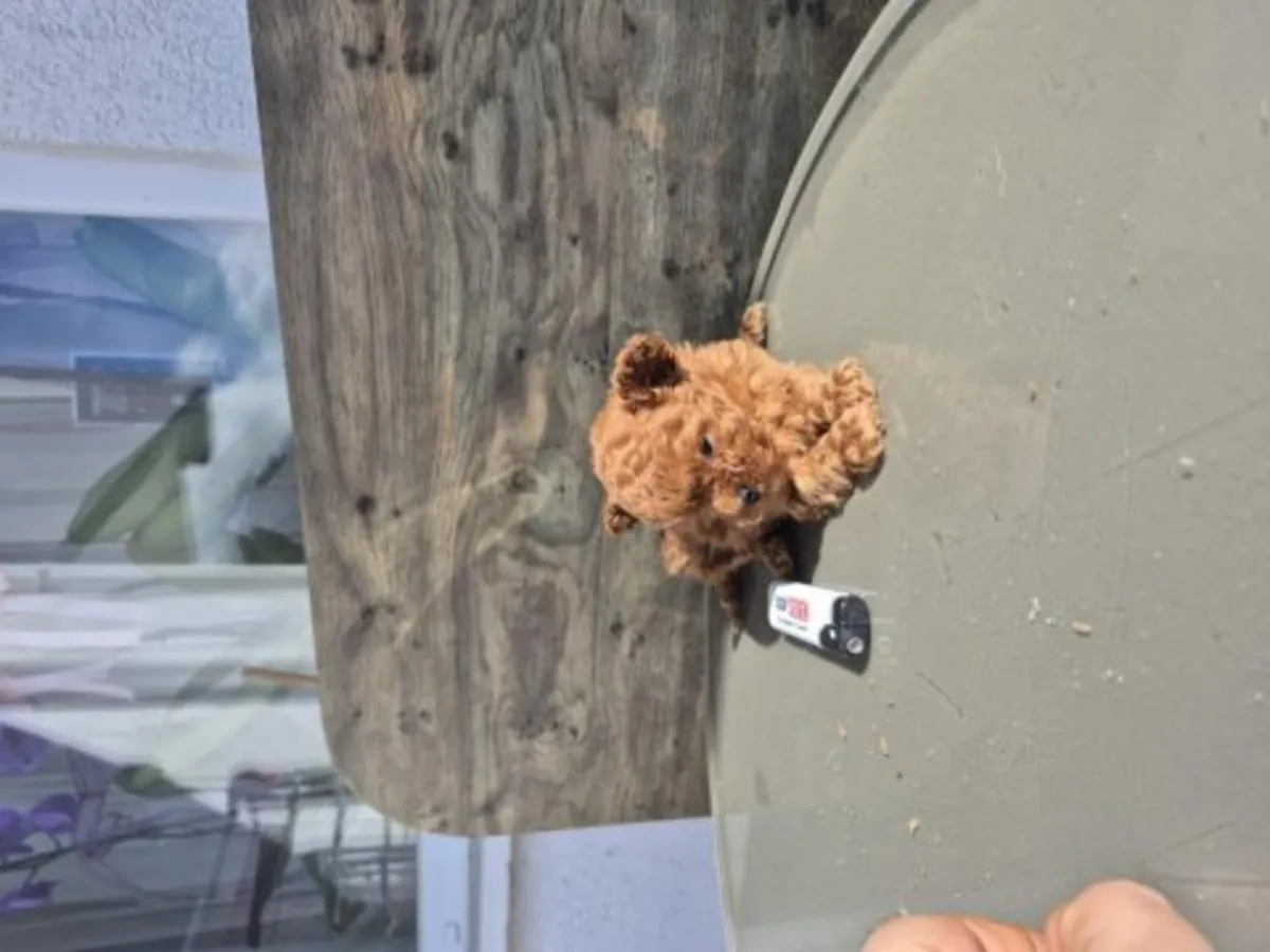 Caniche nain mâle marron au caractère attentif