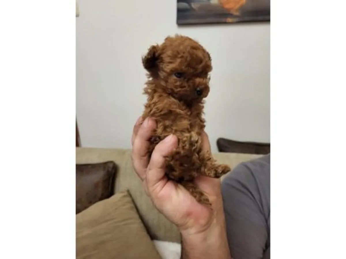 Caniche nain mâle marron au caractère attentif