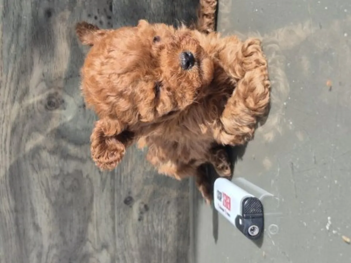 Caniche nain mâle marron au caractère attentif