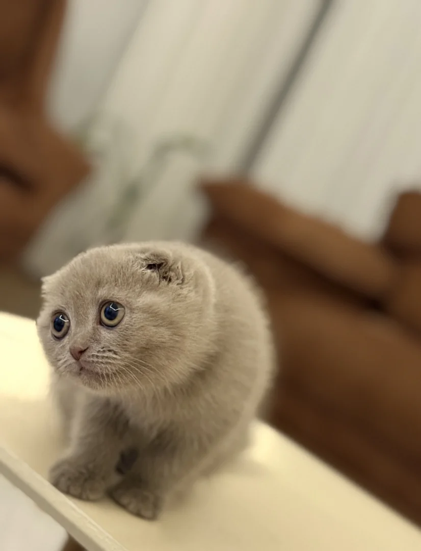 Pamuk 🐾