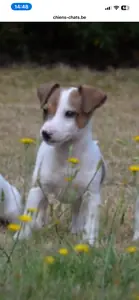 Je souhaite adopter ce petit chiot, Jack Russell, terrier pedigree
