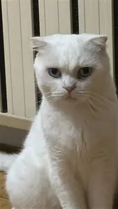 Handegül Akbıyık