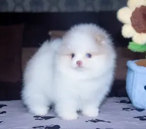 Tyson Milky