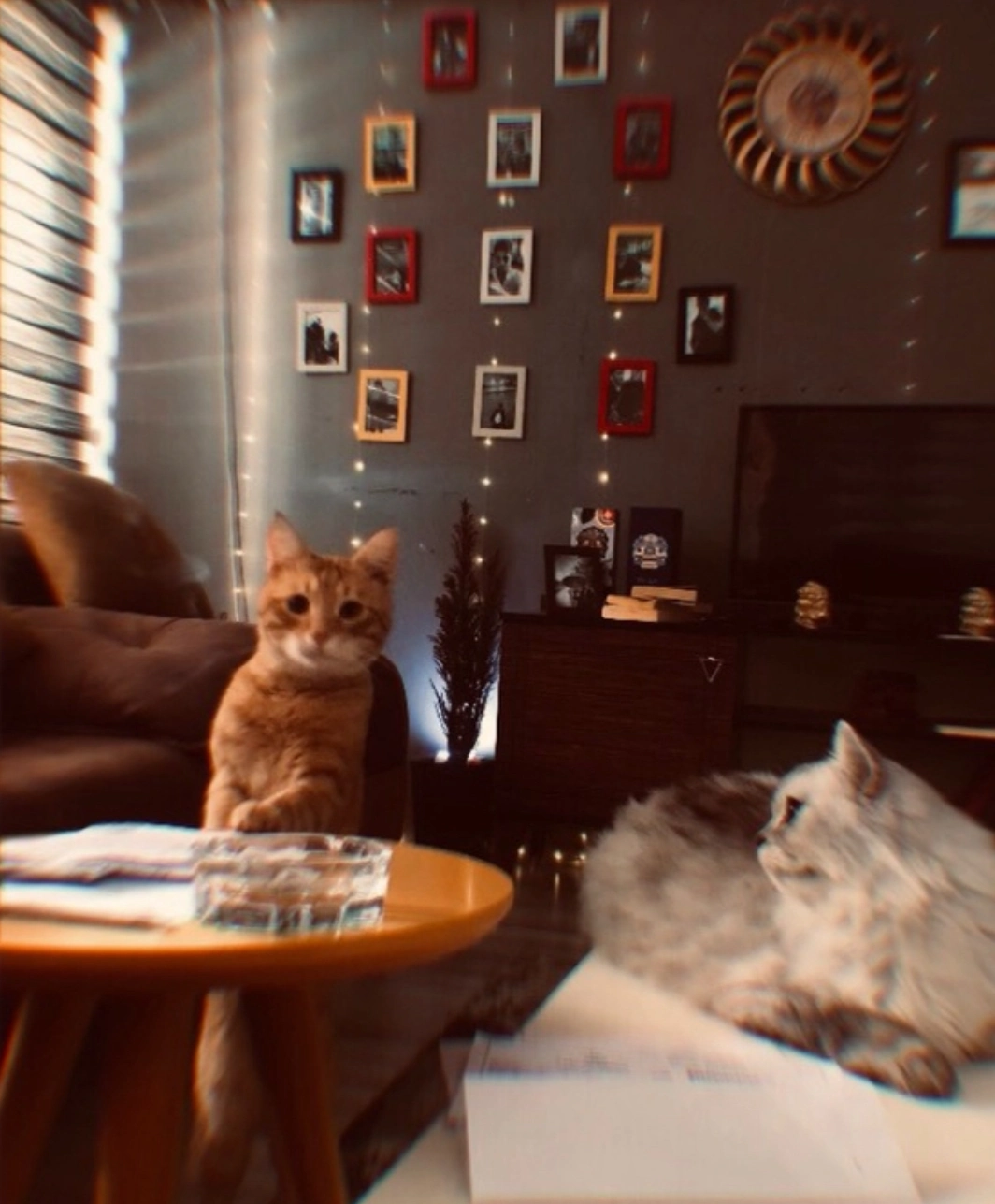 Ali