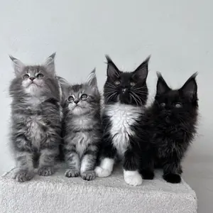 Cappadocia Cattery
