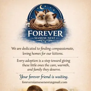 Forever Siamese Nest
