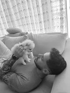 Je veux adopter un Poméranien.